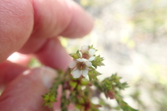 Diosma subulata