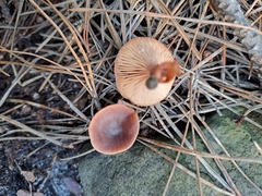 Lactarius hepaticus