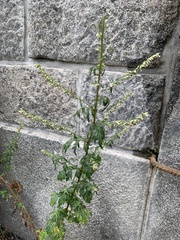 Artemisia vulgaris