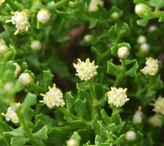 Baccharis pilularis pilularis