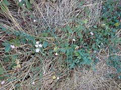 Convolvulus arvensis