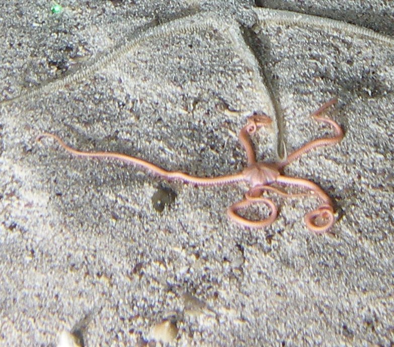 Giant Serpent Star