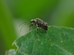 Charagochilus