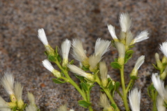 Baccharis pilularis pilularis