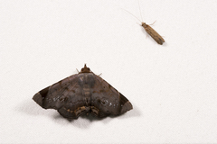 Mecodina albodentata