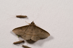 Hypospila creberrima