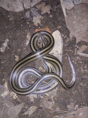 Oligodon octolineatus