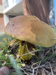 Boletus auripes