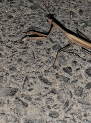 Mantis religiosa