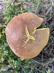 Boletus auripes