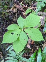 Comanthosphace formosana