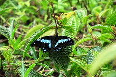 Papilio oribazus