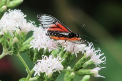 Acraea serena