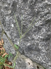 Digitaria sanguinalis