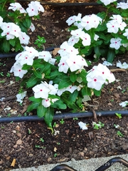 Catharanthus coriaceus