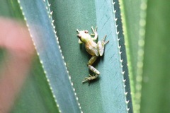 Guibemantis liber