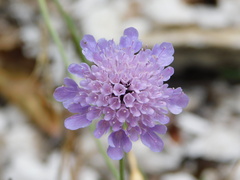 Scabiosa pyrenaica