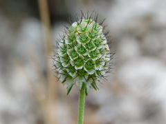 Scabiosa pyrenaica