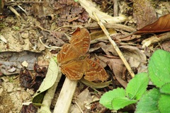 Junonia goudotii