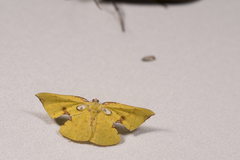 Corymica spatiosa