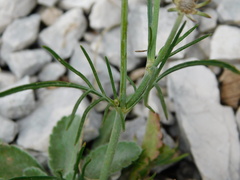 Scabiosa pyrenaica