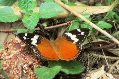 Aterica rabena