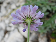 Scabiosa pyrenaica