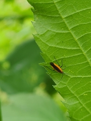 Lopidea instabilis