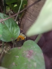 Phyllobates terribilis