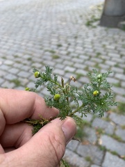 Matricaria discoidea