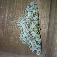 Ophthalmitis herbidaria