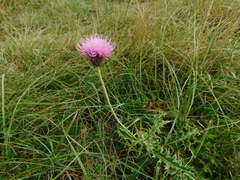 Carduus defloratus carlinifolius
