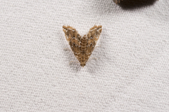 Elophila turbata