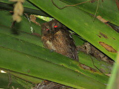 Otus rutilus rutilus