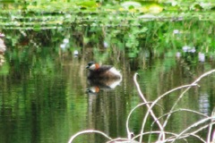 Tachybaptus pelzelnii