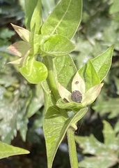 Withania somnifera