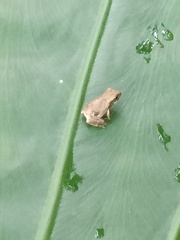 Kurixalus idiootocus