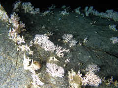 Strongylocentrotus pallidus