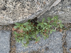 Portulaca oleracea
