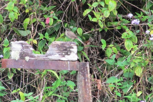 iNaturalist image