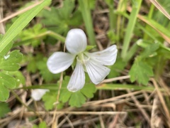 Geranium suzukii