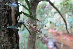 Liturgusella malagassa