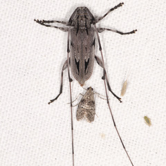 Acanthocinus nodosus