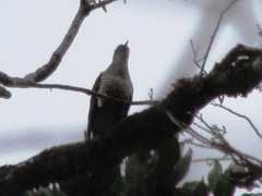 Cuculus rochii