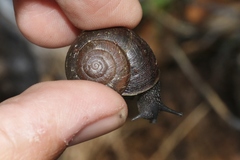 Helminthoglypta sanctaecrucis