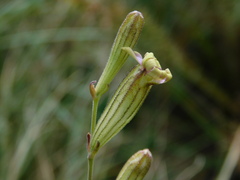 Silene ciliata