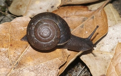 Helminthoglypta sanctaecrucis