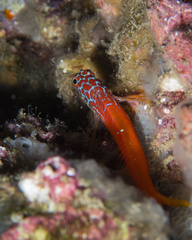 Microlipophrys nigriceps