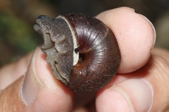 Helminthoglypta sanctaecrucis