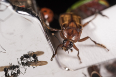 Diamesus bimaculatus